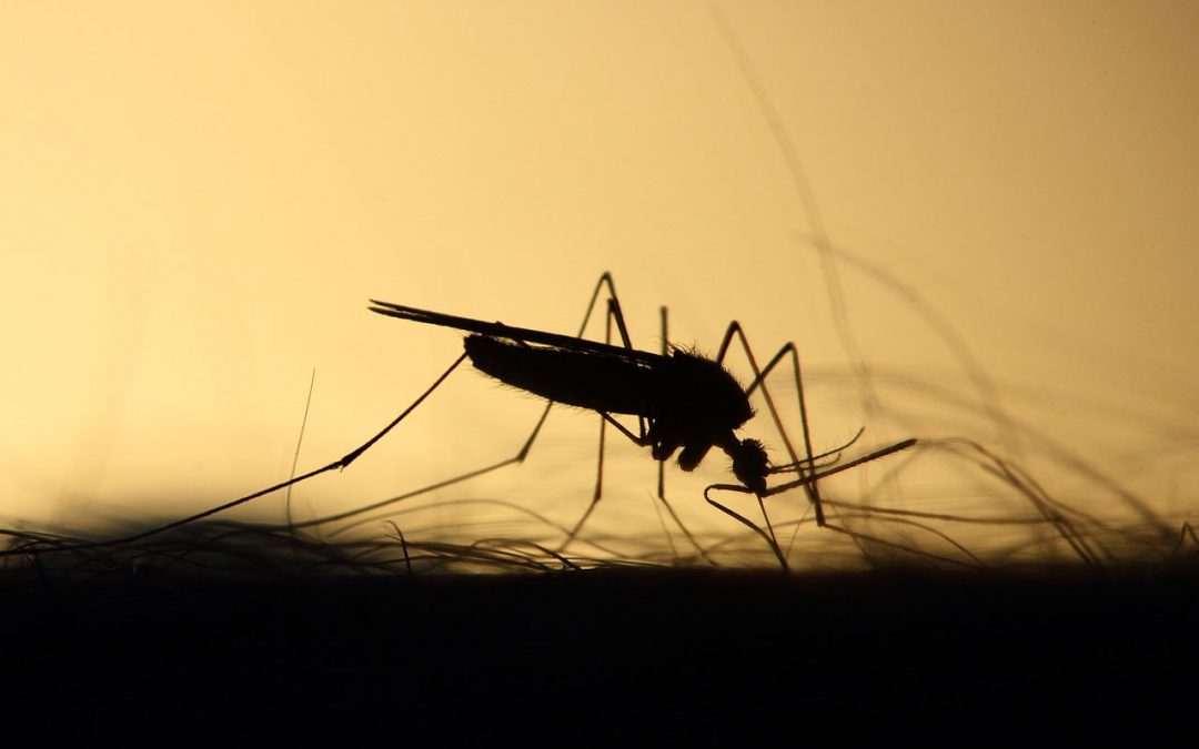 DIY: Natürlicher Mückenschutz – RollOn