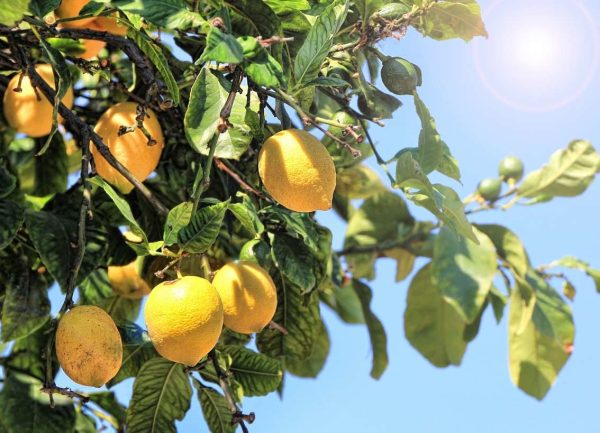 Lemon - Bio Zitronen am Baum